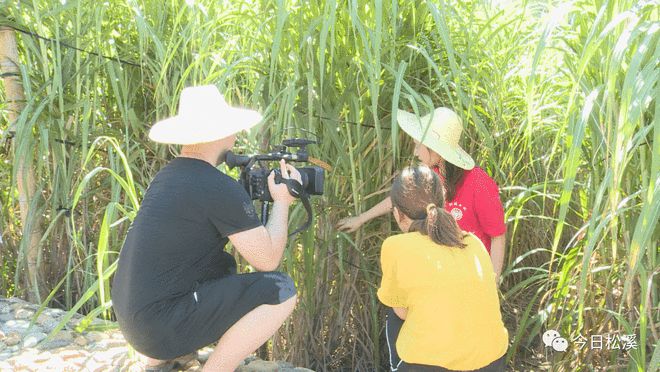福建教育電視臺(tái)《鄉(xiāng)約科普》欄目組走進(jìn)松溪，捕捉科技興農(nóng)新畫(huà)卷